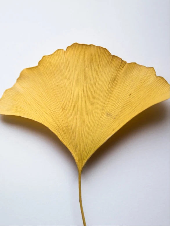 Gel Booster Antioxydant au Ginkgo